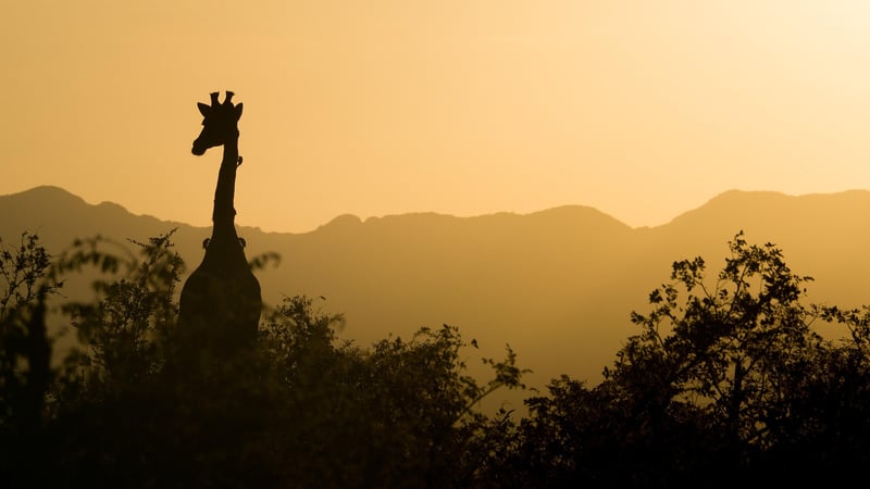 Wildlife Safari in Africa