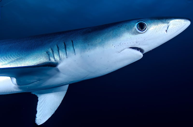 Shark Cage Diving